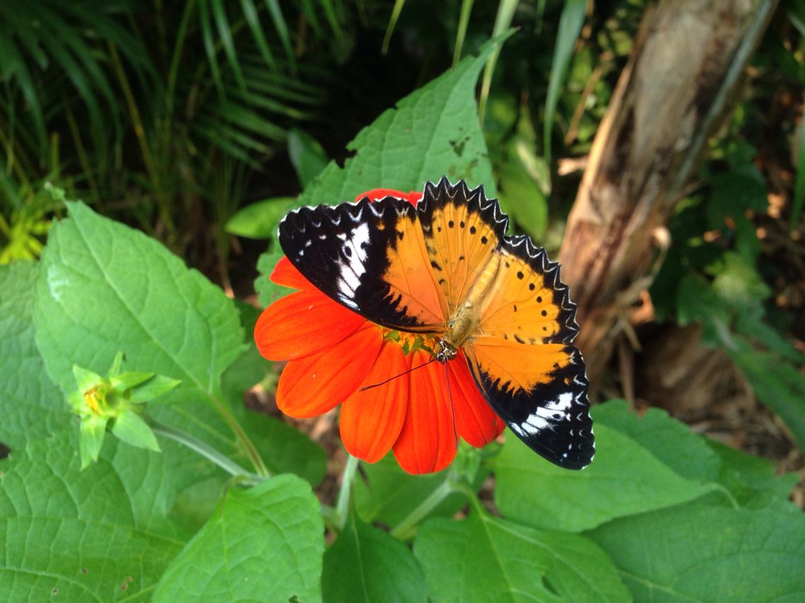 attraction-Banteay Srey Butterfly Centre.jpg